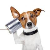 Top Dog